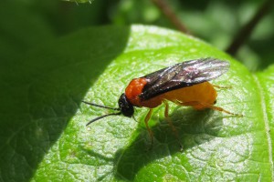 Female old man’s beard sawfly