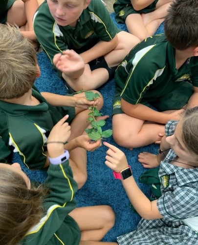 Children looking at Honshu white admiral caterpillars