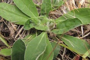 Gall midge damage thumb