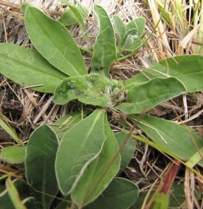 Gall midge damage