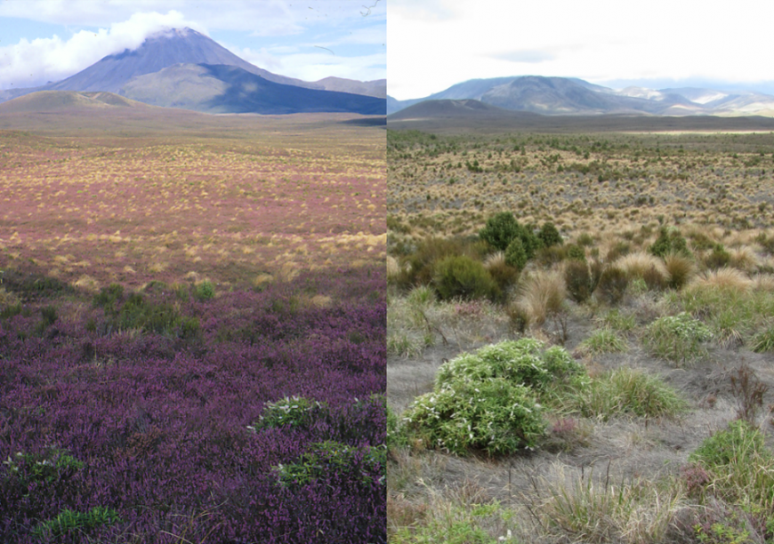 Heather in Tongariro National Park before (2000; left) and after (2021)
