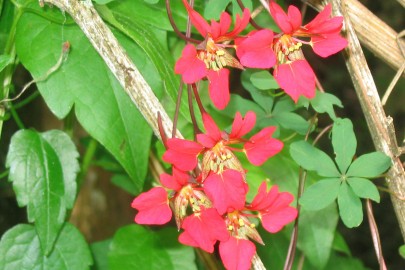 Chilean flame creeper flower