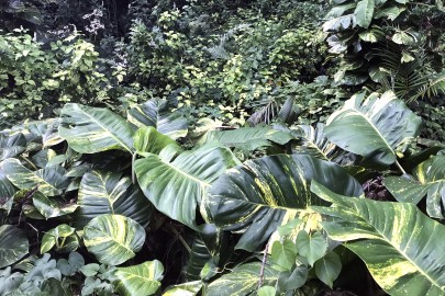 Taro vine infestation in Niue