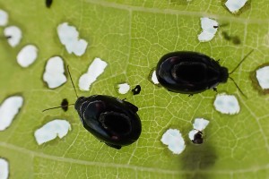 Flea beetle adults and damage