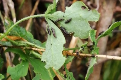 Leaf beetle larvae and damage