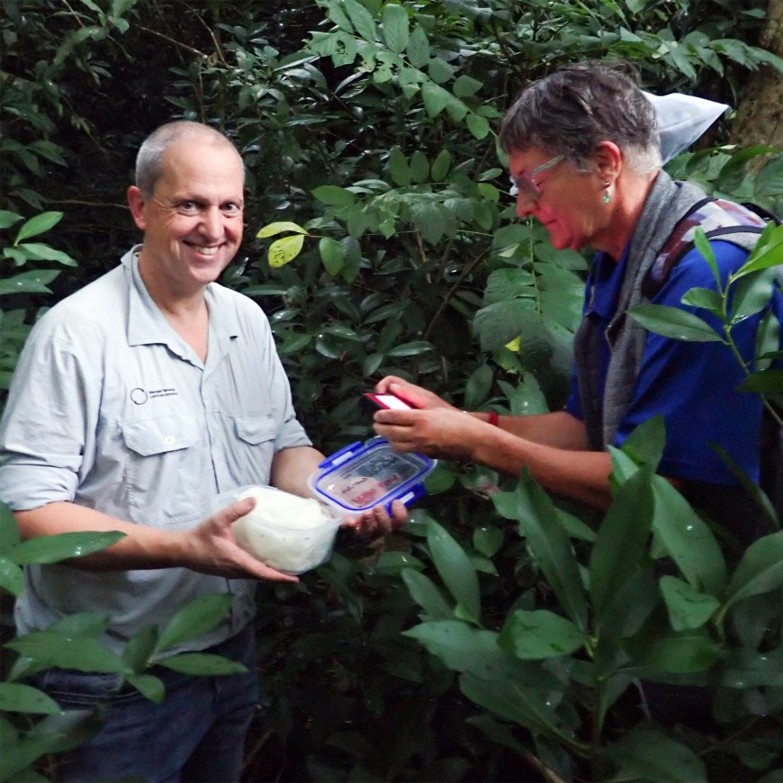 Quentin and Maja releasing the flea beetle in Rarotonga