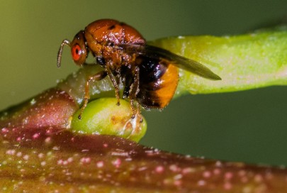 Flower-bud-galling wasp for Sydney golden wattle