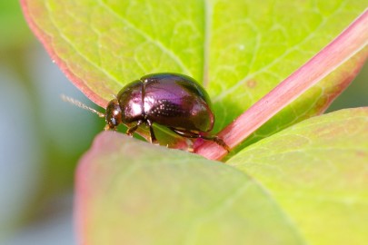 Tutsan beetle