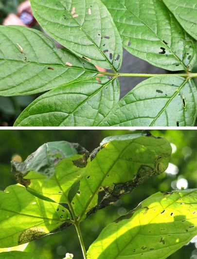 Adult flea beetle damage 2 days (top) and a month (bottom) after release