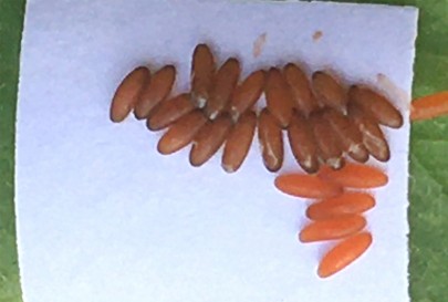 Leaf beetle eggs in the laboratory
