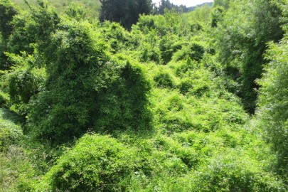 Old man’s beard smothering vegetation