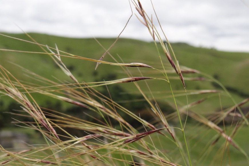 Chilean needle grass seeds. Image: Rich Langley