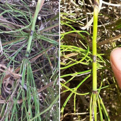 Feeding damage to field horsetail by the weevil in Rangitikei
