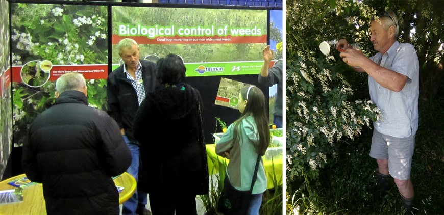 Left: Robin at EcoFest in 2012. Right: Robin releasing the privet lace bug. Images: Ken Wright