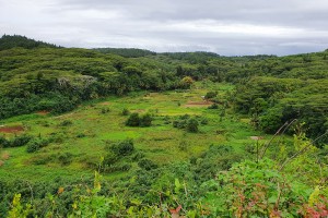 Moluccan albizia invading in Rarotonga