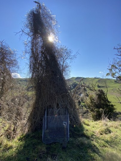 The old man’s beard mite release site in Rangitikei