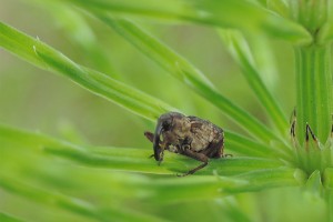 The field horsetail weevil