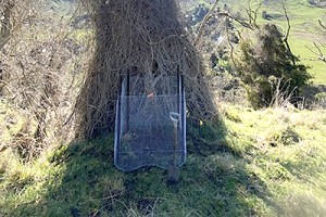 The old man’s beard mite release site in Rangitikei 