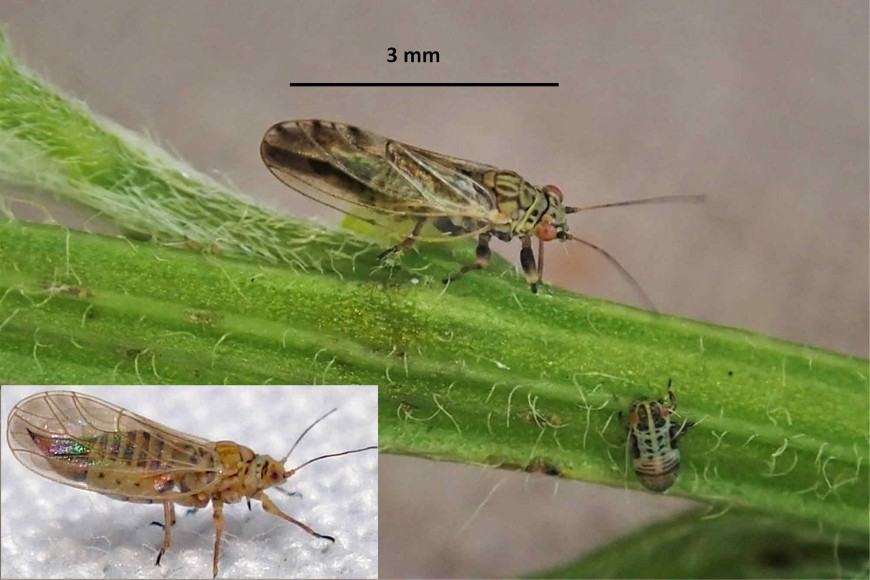 Stripy broom psyllid adult and nymph Inset: broom psyllid