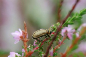 Heather beetle