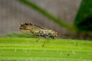 Stripy broom psyllid 