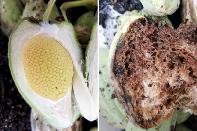 Undamaged fruit pod (left) and damaged fruit pod from larval feeding (right)