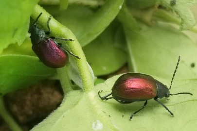 Adult moth plant beetles