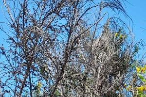 Dead broom from gall mite damage