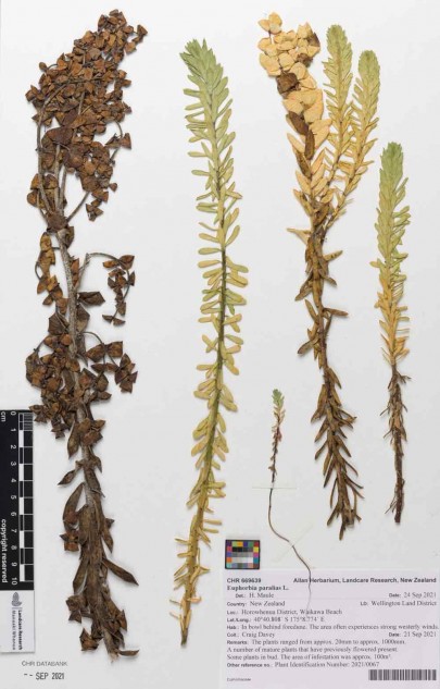 Euphorbia paralias herbarium specimen Euphorbia paralias herbarium specimen