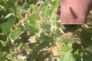 Feeding damage by the boneseed leafroller. Inset: caterpillar