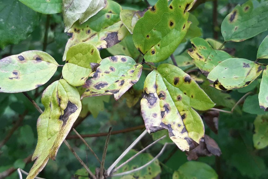 Old man's beard pathogen symptoms