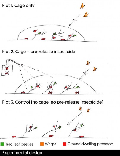 Experimental design