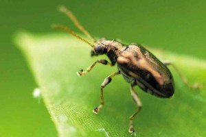 Image: Tradescantia leaf beetle