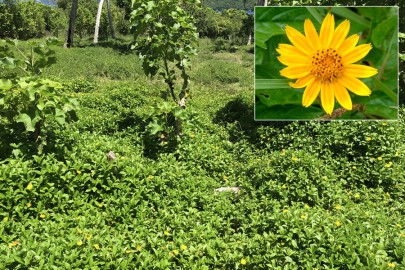 Singapore daisy invading pasture in Tonga