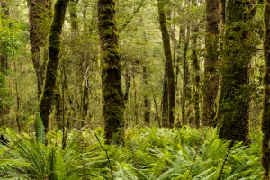 Beech forest along the Kepler Track near Rainbow Reach. Image: Bradley White