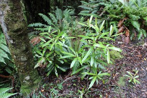 [Myrsine salicina] and [Blechnum discolor] 