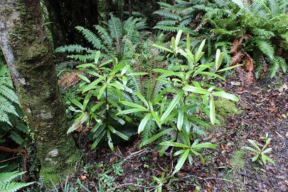 [Nothofagus truncata] predominates in the canopy and typically co-occurs with [Weinmannia racemosa]. The occurrence of these two species with [Myrsine salicina] and [Blechnum discolor] (shown here on the ground) is one way of identifying this association. Britannia track, North Westland.