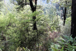 Co-occurrence of [Nothofagus solandri],[Carpodetus serratus] (shown here in the subcanopy), [Coprosma microcarpa] (shown here in the understorey foreground) and either [Coprosma linariifolia] or [Leptecophylla juniperina] indicate that stands belongs to t