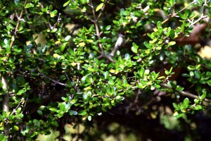 [Coprosma propinqua]. Image: Krzysztof Golik / CC BY-SA (https://creativecommons.org/licenses/by-sa/4.0)