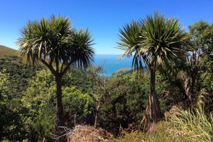 [Cordyline australis]. Image: MurielBendel / CC BY-SA (https://creativecommons.org/licenses/by-sa/4.0)