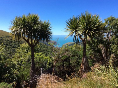 [Cordyline australis]. Image: MurielBendel / CC BY-SA (https://creativecommons.org/licenses/by-sa/4.0)