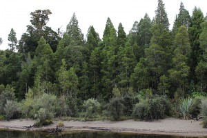 [Dacrycarpus dacrydiodes] and [Weinmannia racemosa] can be abundant in the subcanopy and canopy in this association and are associated with emergent [Dacrydium cupressinum] and [Prumnopityis ferruginea]. Lake Brunner, Westland.
