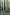 [Dacrydium cupressinum] (shown here in the subcanopy) is frequent in this association, occurring in over 75% of the stands. Britannia track, North Westland. Image