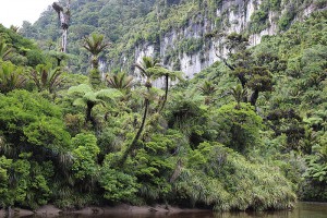 In some locations [Dacrydium cupressinum] can be emergent over [Dicksonia squarrosa], the mixed hardwoods ([Weinmannia racemosa], [Hedycarya arborea], [Melicytus ramiflorus]) and the climber [Freycinetia banksii] that are characteristic of this associatio