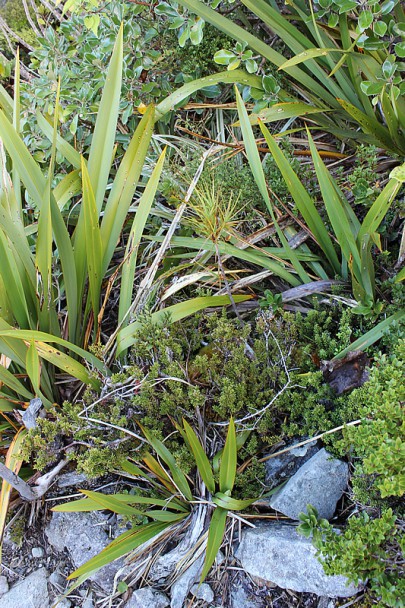[Dracophyllum longifolium], [Phormium cookianum] and [Archeria traversii] often co-occur in this association. Kelly Range, Westland.