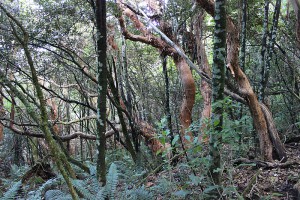 Forest stand with [Fuchsia excorticata] and [Pseudowintera colorata] over an understorey dominated by [Polystichum vestitum]. Omahu Bush, Canterbury.