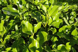 [Griselinia littoralis]. Image: Phil Bendle Collection