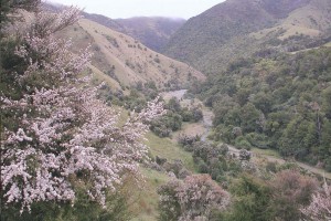  Kānuka. Image: Colin Meurk (CC BY-SA)