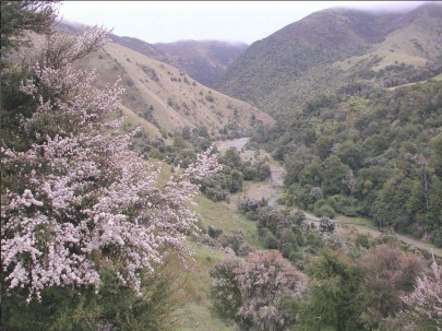  Kānuka. Image: Colin Meurk (CC BY-SA)