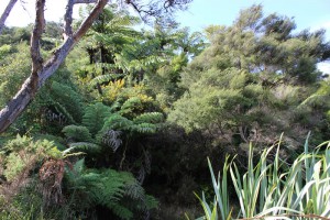 [Kunzea ericoides] and [Cyathea dealbata] in the canopy of a stand of this association. [Ulex europeaus] (in flower) occurs very rarely in these stands. Abel Tasman National Park.